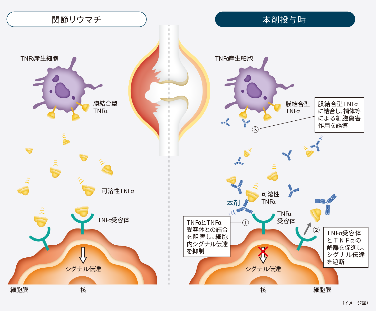 ゴリムマブ「F」の作用機序